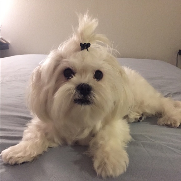 Meet your Posher, Thalia - Picture 2 of 4